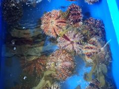 -QQ海鲜餐厅
