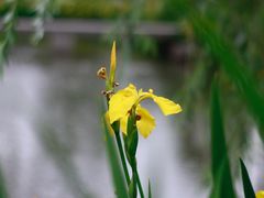 -鹅湖玫瑰文化园