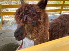 -美家乐农庄·露营·团建(大治路店)