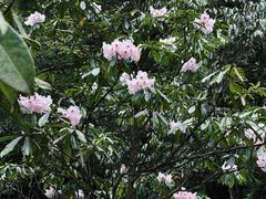 -西岭雪山大飞水景区