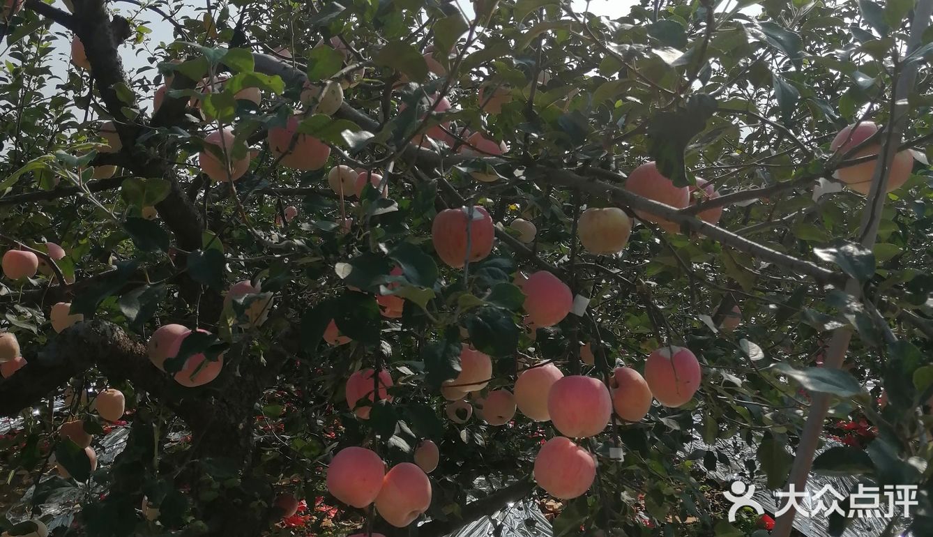周末来采摘苹果🍎吧