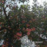 周末来采摘苹果🍎吧