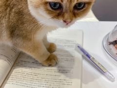 -飞行喵MR PILOT|猫舍·猫咖(静安大融城店)