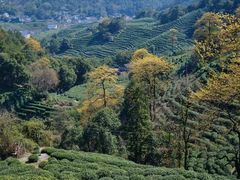 -十八棵（老龙井）御茶园(老龙井店)