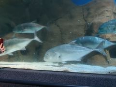 -大连圣亚海洋世界
