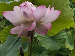 -莲花池公园