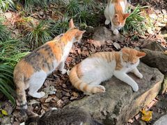-普陀山风景名胜区-法雨禅寺
