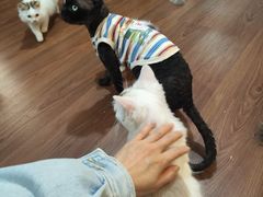 -楼上猫咖(罗湖店)