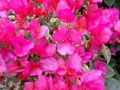 -南通洲际绿博园