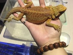 -上海大自然野生昆虫馆(东方明珠·爬宠昆虫探索中心)