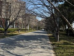 -高东镇樱花园