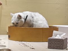 -藏猫猫咖啡主题馆(中央大道店)