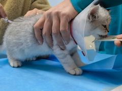 -中农国际动物医院24小时·猫科·骨科·急重症中心