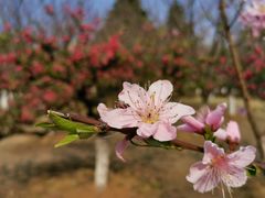 -白塘生态植物园