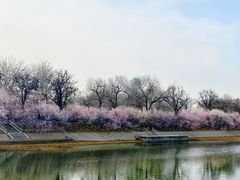 -桃花堤公园