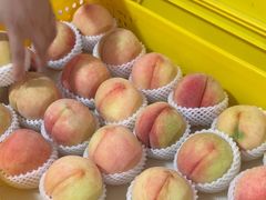 -老袁家蜜桃农场·阳山水蜜桃