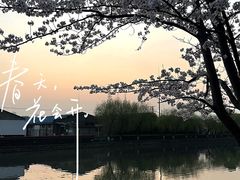 -高东镇樱花园