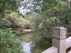 -金花茶公园