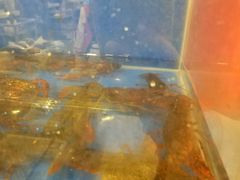 -虾弄弄海派小龙虾·牛羊蝎子火锅