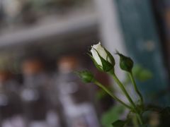 -懒鱼时光馆(沙坪坝店)