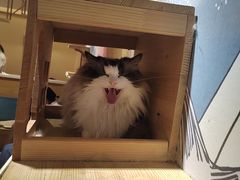 -滚猫咖啡·猫咖·猫友好撸猫(未来城店)