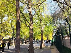 -三里屯东五街银杏大道