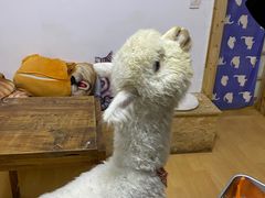 -猫色咖啡·猫咖