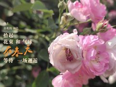 -天府芙蓉园