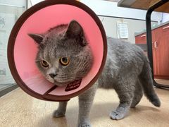 -爱侣宠医·鹦鹉专科·小型哺乳类·异宠专科(灵石路店)