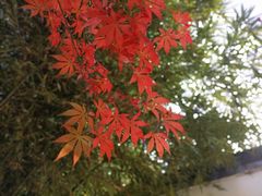 -洛阳市隋唐城遗址植物园