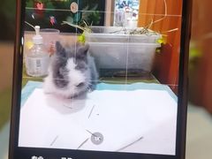 -宠物兔专门店(天丰利市场店)