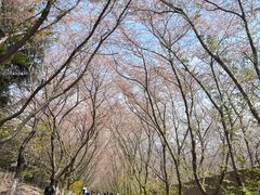 -樱花山风景区