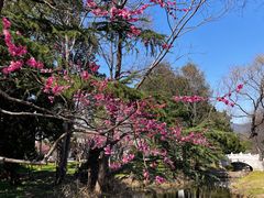 -梅花山(明孝陵内)