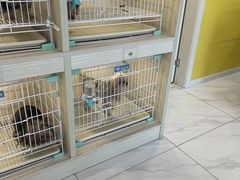 -宠爱多约克夏马尔济斯泰迪小型犬专卖