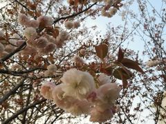 -高东镇樱花园