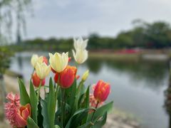 -上海鲜花港