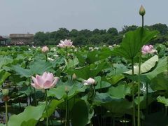 -荷塘月色湿地公园·向阳花洲