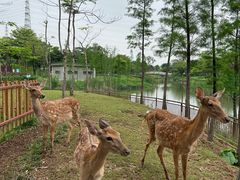 -王借岗森林公园