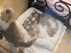 -momokira米努特·德文卷毛猫·棉花面纱犬