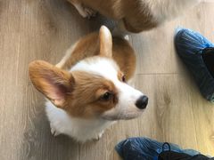 -浣熊柯尔鸭土拨鼠·电玩咖