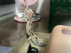 -酷以爬仙阁实体爬宠店·守宫·蜥蜴·专业繁育