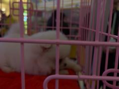 -鹏欣水游城
