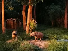 -清迈夜间动物园