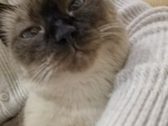 -藏猫猫咖啡主题馆(中央大道店)