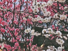 -鹫峰国家森林公园