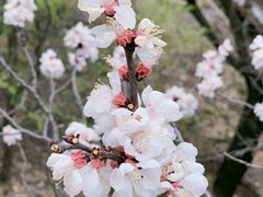 -居庸关长城