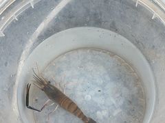 -DGE季风钓虾营地·团建·聚会