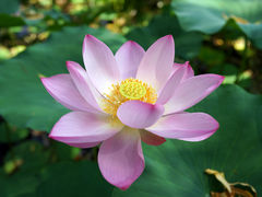 -莲花池公园
