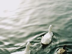 -团结湖公园