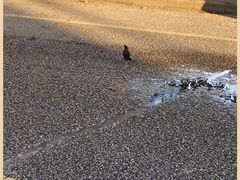 -飞来湖湿地公园